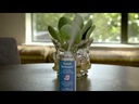 Total Release Aerosol, 5 oz Aerosol Can